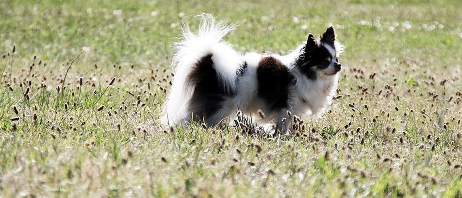 Chien allongé dans l'herbe
